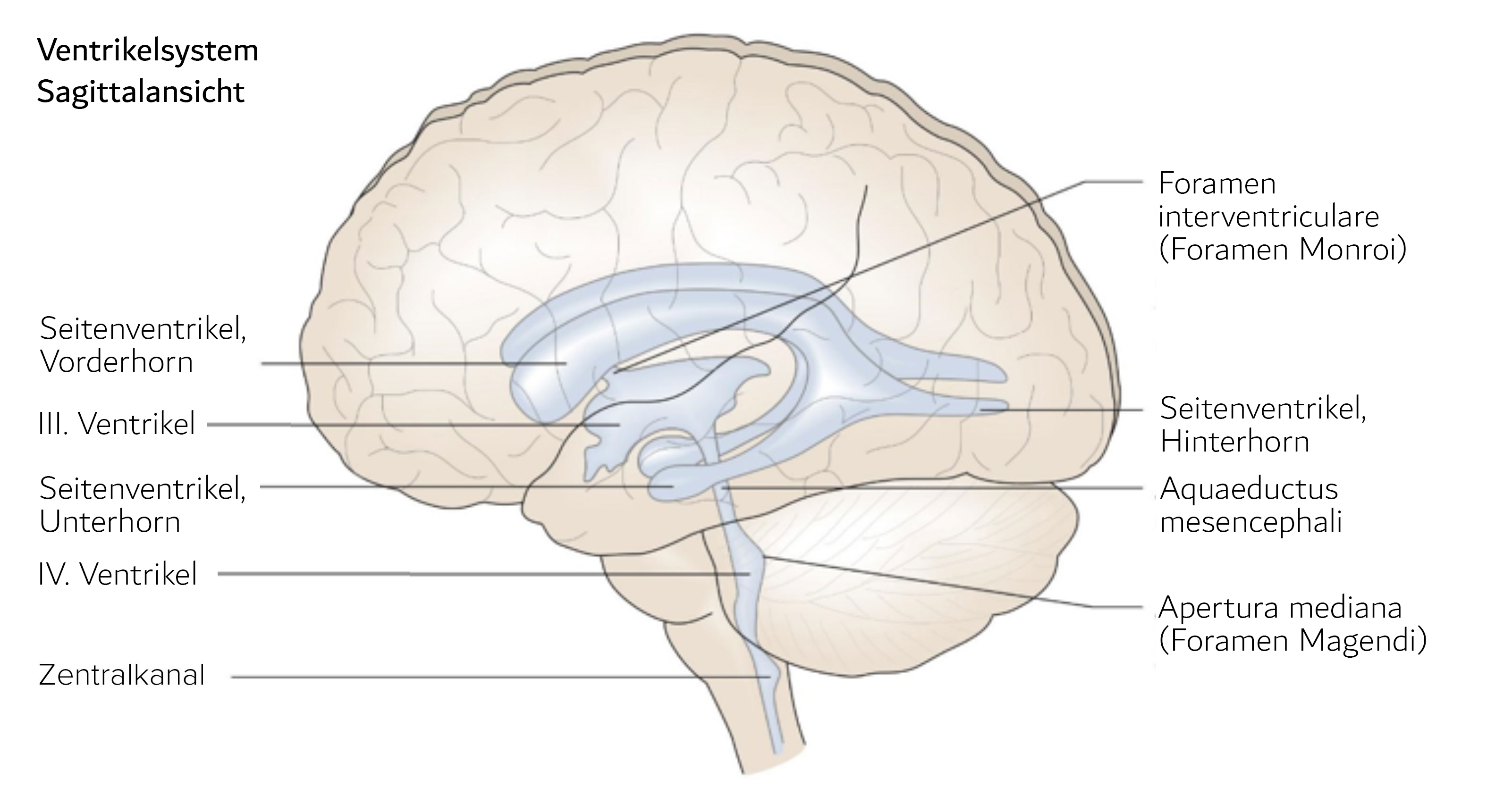 Hydrozephalus Deximed Hydrozephalus Deximed