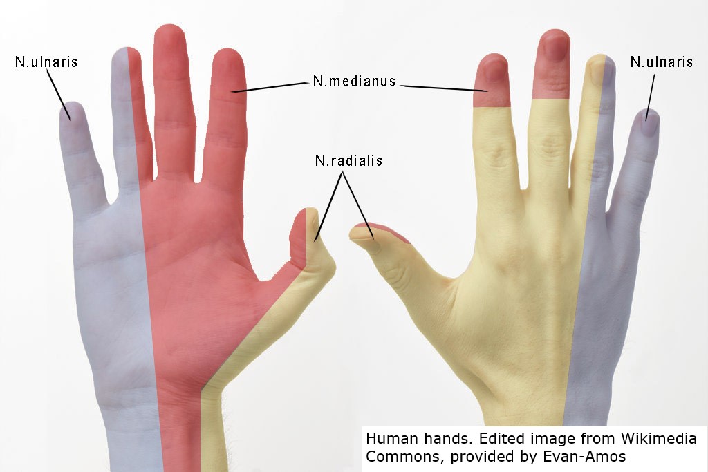 Innervation hand .jpg