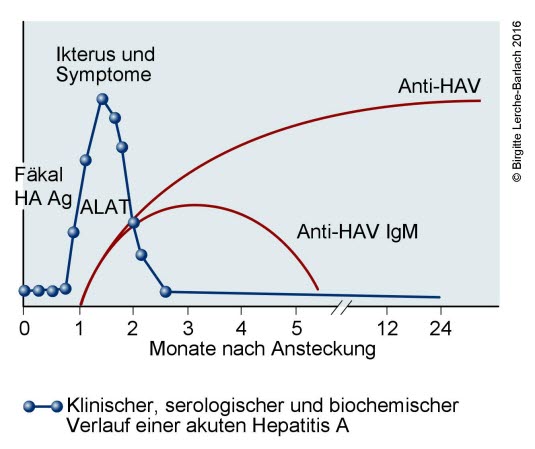 Hepatitis A Verlaufskurve