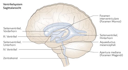 Ventrikelsystem, Sagittalansicht