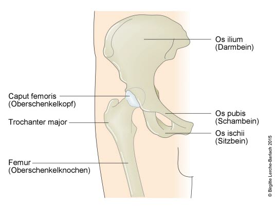 Hüftgelenk