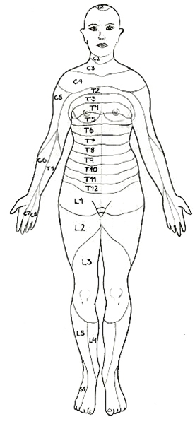 457-2-dermatomer-frontalt.jpg