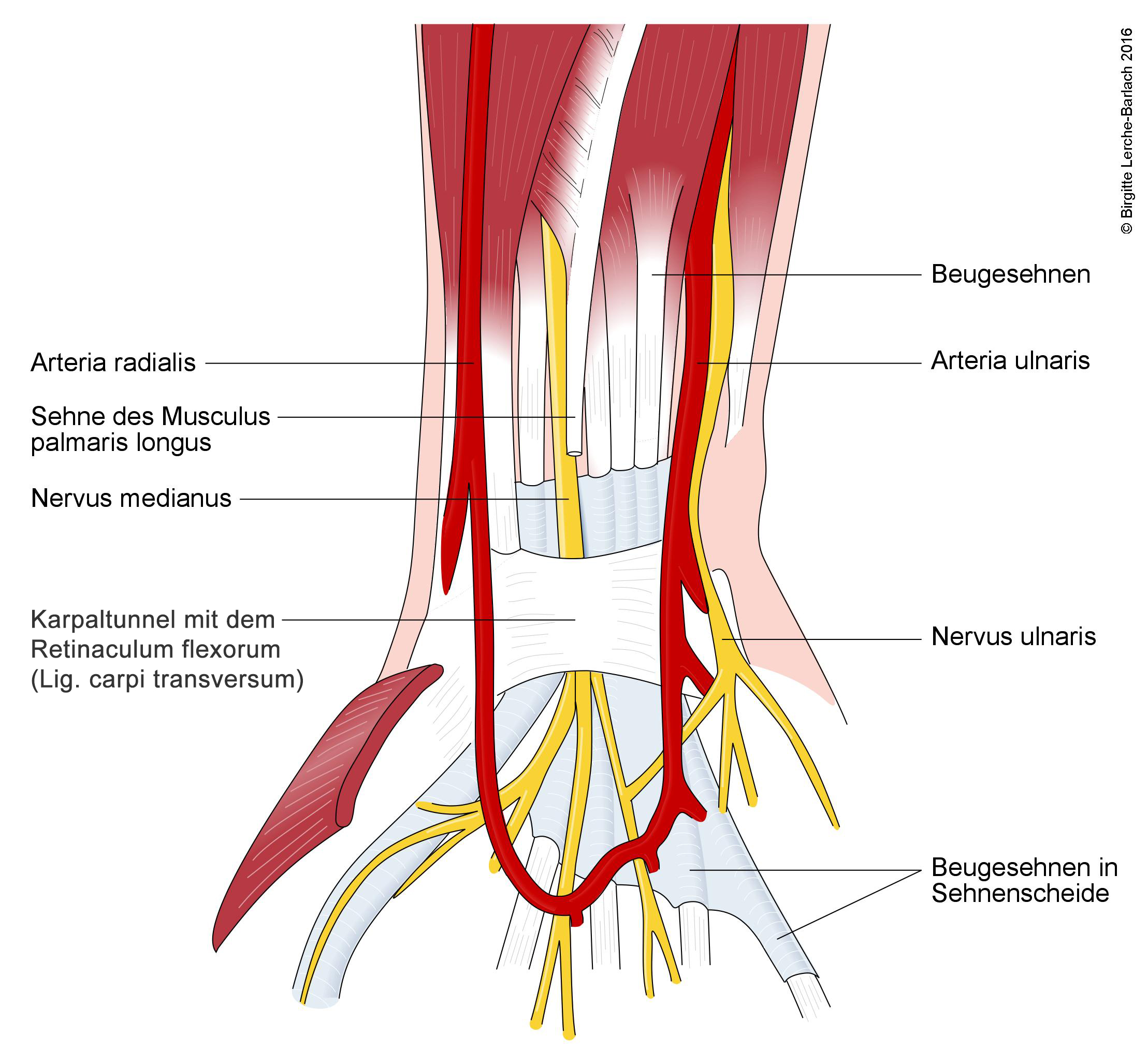 30272-karpaltunnelsyndrom-anatomie-und-symptome_2.jpg