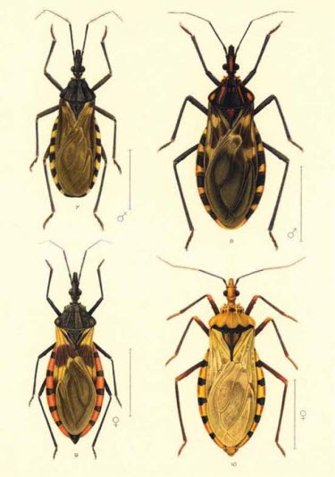 Wanzen der Unterfamilie der Triatominae