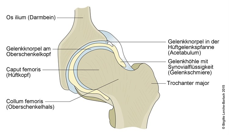 Normales Hüftgelenk