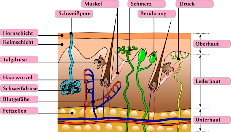 Schemazeichnung_haut.svg.png