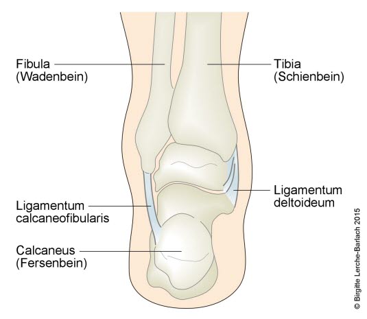 Bandapparat Sprunggelenk, von hinten