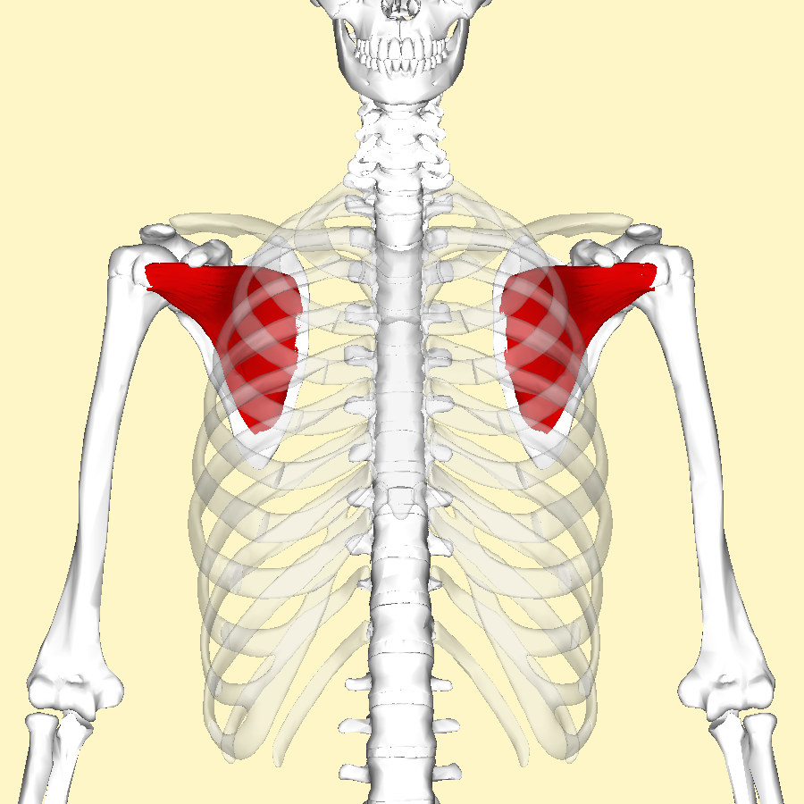 Subscapularis_muscle_frontal.png