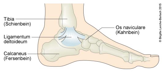 Medialer Bandapparat Sprunggelenk