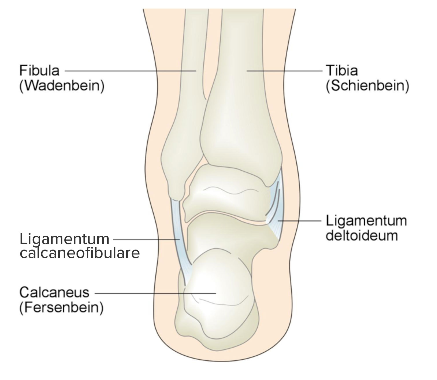 Ligamentum-calcaneofibulare.jpg