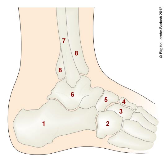 Sprunggelenkskelett, Seite: 1 = Calcaneus (Fersenbein) 2 = Os cuboideum (Würfelbein) 3 = Os cuneiforme laterale (laterales Keilbein) 4 = Os cuneiforme mediale (mediales Keilbein) 5 = Os Naviculare (Kahnbein) 6 = Talus (Sprungbein) 7 = Fibula (Wadenbein) 8 = Tibia (Schienbein)