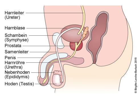 Abakterielle prostatitis therapie