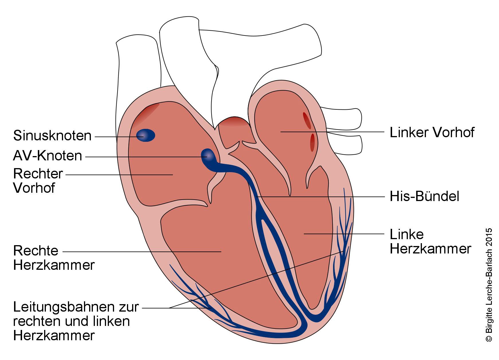 Ventrikulare Tachykardie Vt Schneller Herzschlag Deximed Deutsche Experteninformation Medizin