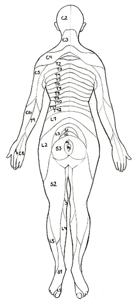 456-2-dermatomer-dorsalt.jpg