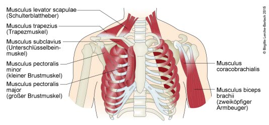 Brustmuskulatur