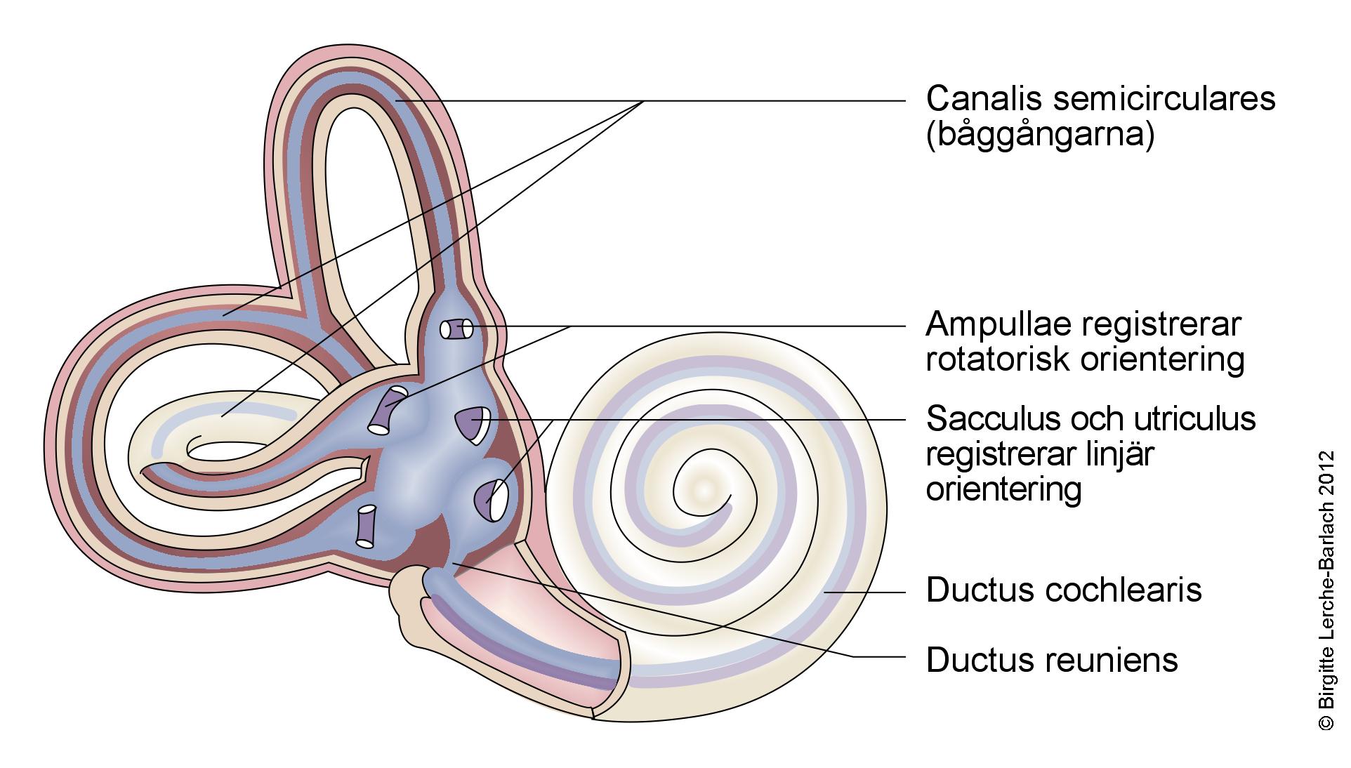 10401-6-699-cochlea-og-vestibulum.jpg