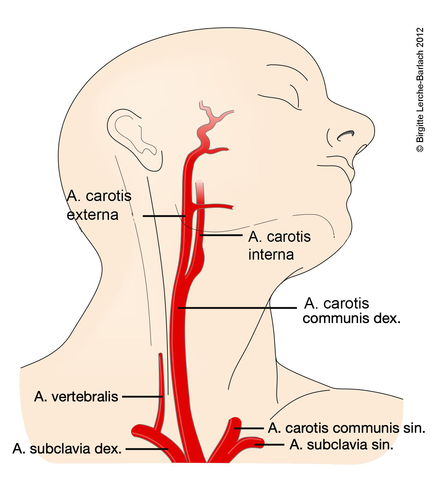 6710-2-arteria-carotis no.jpg