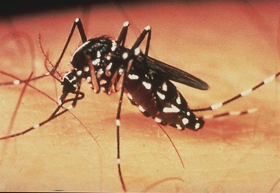 Tigermücke (Aedes aegypti) Tigermücke (Aedes aegypti)