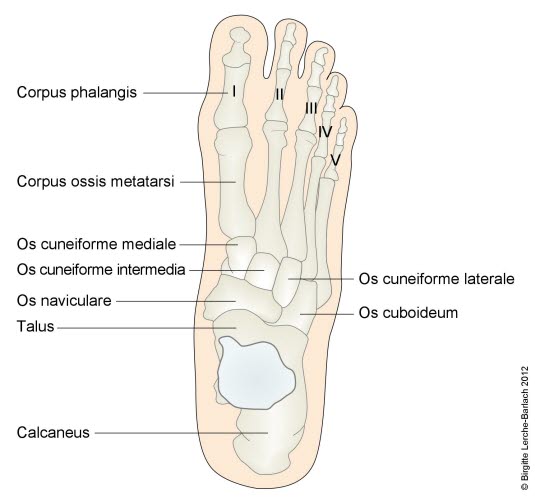 Fußskelett, von oben